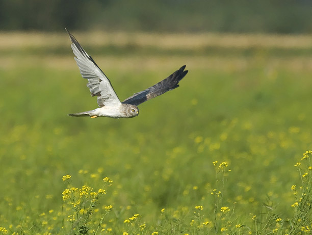 Arosuohaukka, Pallid Harrier, Circus macrourus